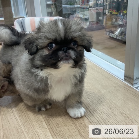 ペキニーズの写真