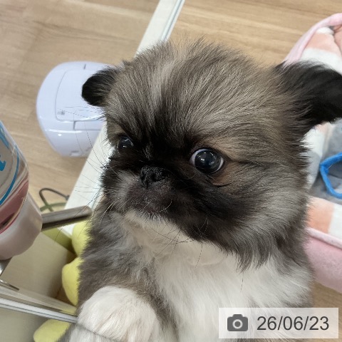 福岡県のペキニーズ (ペットプラス 八幡東店/2026年4月20日生まれ/女の子/フォーンホワイト)の子犬の4枚目の画像