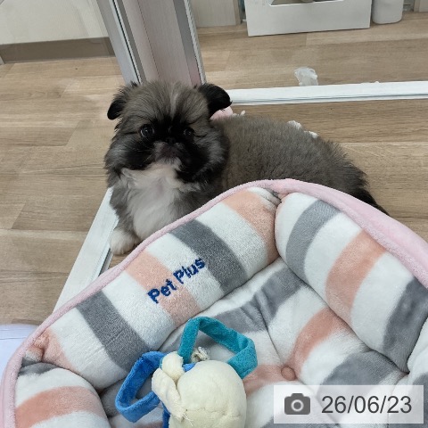 福岡県のペキニーズ (ペットプラス 八幡東店/2026年4月20日生まれ/女の子/フォーンホワイト)の子犬の3枚目の画像