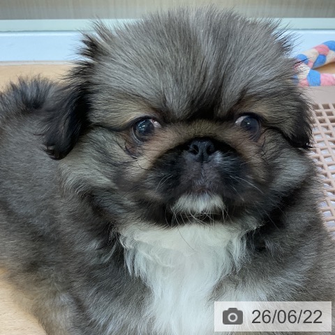 ペキニーズの写真