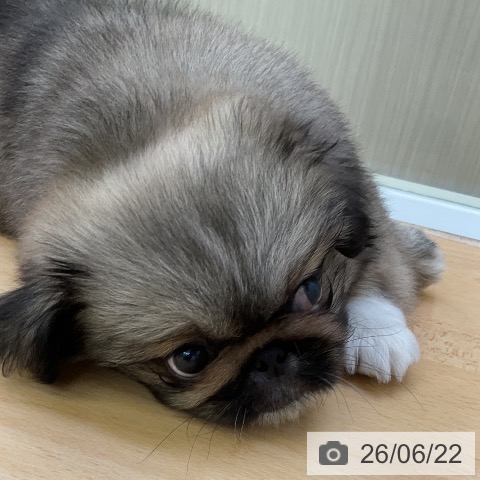 ペキニーズの写真