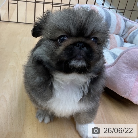 ペキニーズの写真