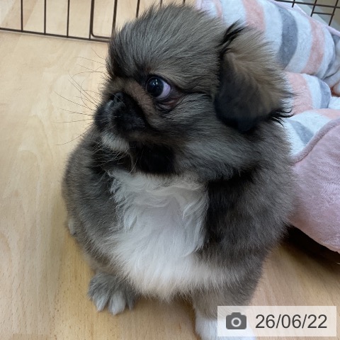 ペキニーズの写真