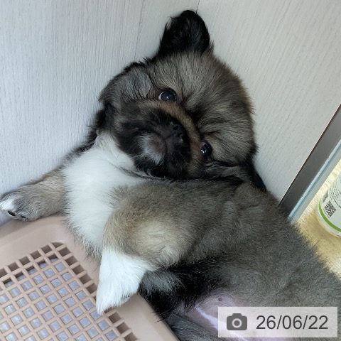 ペキニーズの写真
