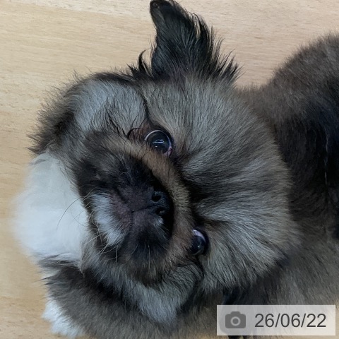 ペキニーズの写真