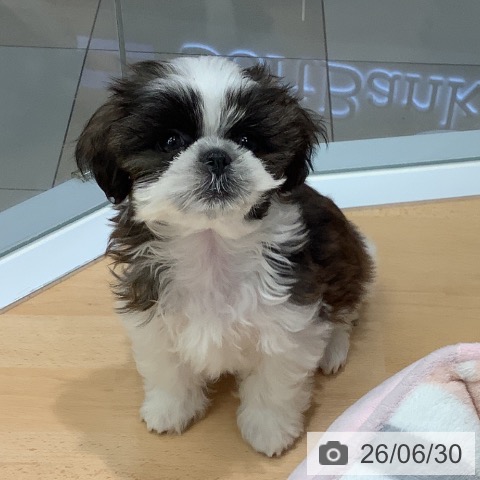 熊本県のシーズー (ペットプラス 熊本店/2026年4月15日生まれ/女の子/ゴールドホワイト)の子犬の3枚目の画像