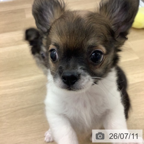 宮崎県のチワワ(ロング) (ペットプラス 宮崎店/2026年4月23日生まれ/男の子/ホワイトレッド)の子犬の4枚目の画像