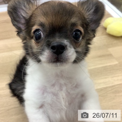 宮崎県のチワワ(ロング) (ペットプラス 宮崎店/2026年4月23日生まれ/男の子/ホワイトレッド)の子犬の3枚目の画像