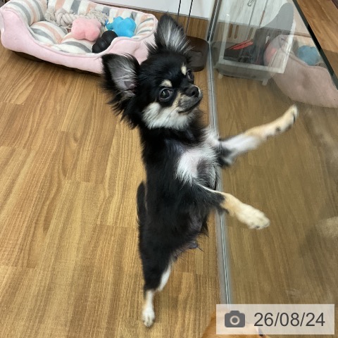 チワワの写真