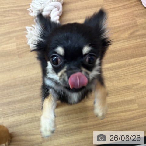 チワワの写真