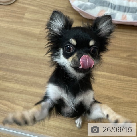 チワワの写真