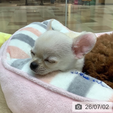 埼玉県のチワワ(ロング) (ペットプラス ららぽーと新三郷店/2026年4月20日生まれ/女の子/クリームホワイト)の子犬の4枚目の画像
