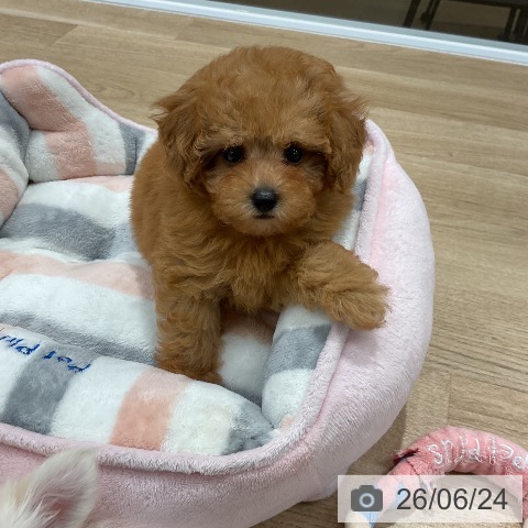 福岡県のトイプードル(トイ) (ペットプラス 八幡東店/2026年4月23日生まれ/女の子/レッド)の子犬の4枚目の画像