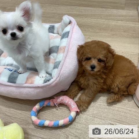 福岡県のトイプードル(トイ) (ペットプラス 八幡東店/2026年4月23日生まれ/女の子/レッド)の子犬の3枚目の画像