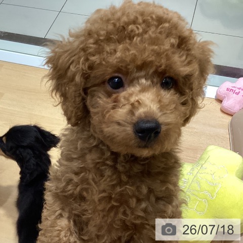 埼玉県のトイプードル(トイ) (ペットプラス 与野店/2026年4月23日生まれ/男の子/レッド)の子犬の3枚目の画像