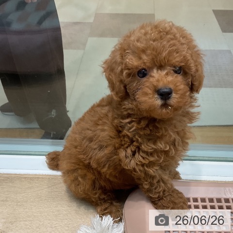 埼玉県のトイプードル(トイ) (ペットプラス ららぽーと新三郷店/2026年4月23日生まれ/男の子/レッド)の子犬の4枚目の画像