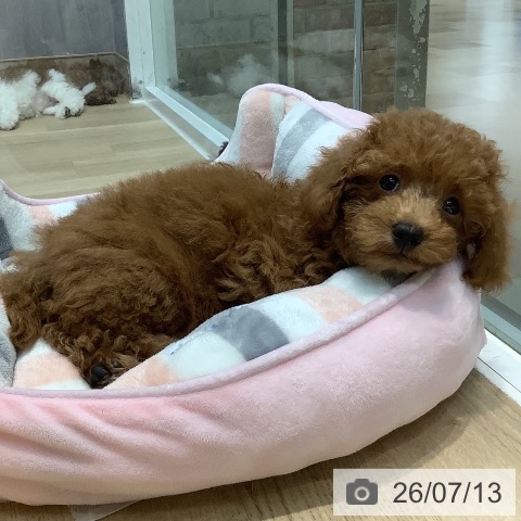 埼玉県のトイプードル(トイ) (ペットプラス ららぽーと新三郷店/2026年4月23日生まれ/男の子/レッド)の子犬の3枚目の画像
