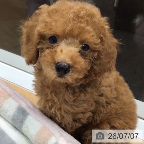 熊本県のトイプードル(トイ) (ペットプラス 熊本店/2026年4月23日生まれ/男の子/レッド)の子犬の3枚目の画像