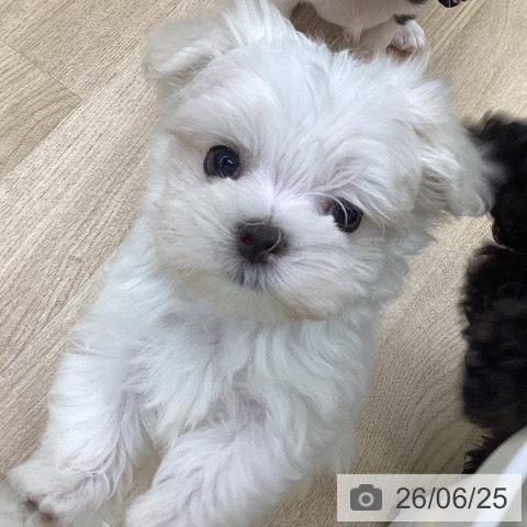 福島県のマルチーズ (ペットプラス 福島店/2026年4月22日生まれ/男の子/ホワイト)の子犬の4枚目の画像