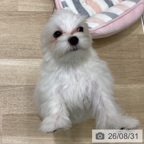岩手県のマルチーズ (ペットプラス 盛岡南店/2026年4月22日生まれ/男の子/ホワイト)の子犬の4枚目の画像