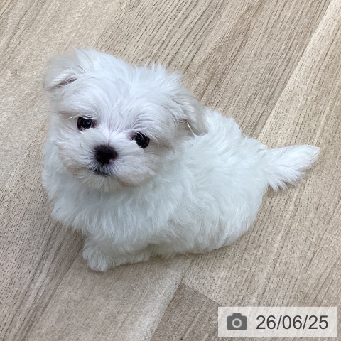 福島県のマルチーズ (ペットプラス 福島店/2026年4月22日生まれ/男の子/ホワイト)の子犬の3枚目の画像