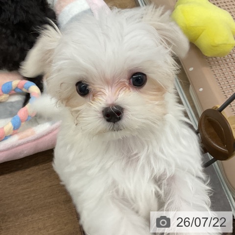 千葉県のマルチーズ (ペッツワン 千葉ニュータウン店/2026年4月22日生まれ/男の子/ホワイト)の子犬の3枚目の画像