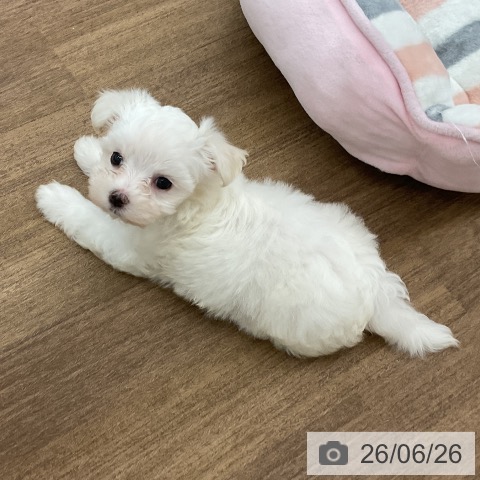 千葉県のマルチーズ (ペッツワン 千葉ニュータウン店/2026年4月22日生まれ/女の子/ホワイト)の子犬の4枚目の画像