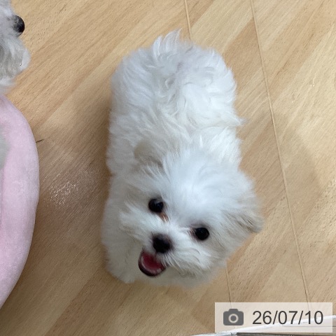 千葉県のマルチーズ (ペットプラス 成田店/2026年4月22日生まれ/女の子/ホワイト)の子犬の4枚目の画像