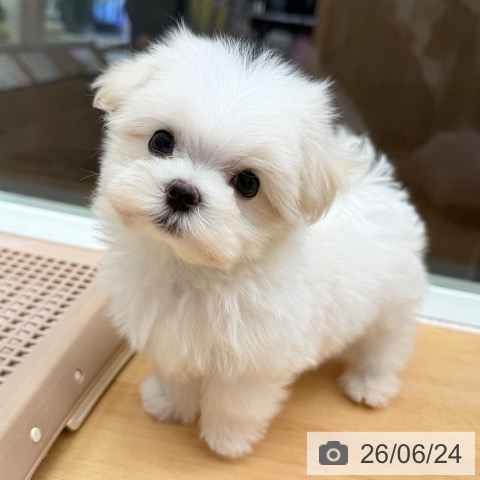 マルチーズの写真