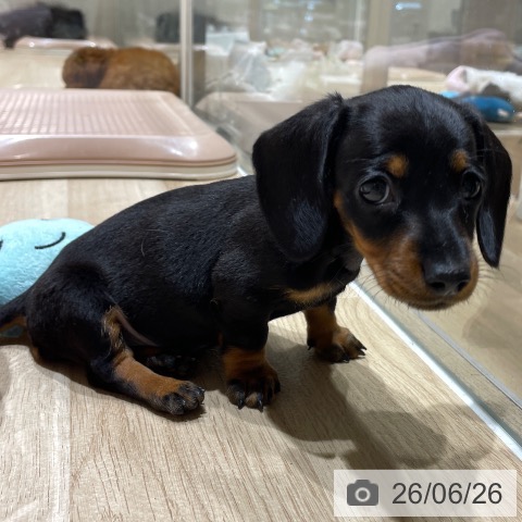 埼玉県のミニチュアダックスフンド(ロング) (ペットプラス ららぽーと富士見店/2026年4月23日生まれ/女の子/ブラックタン)の子犬の4枚目の画像