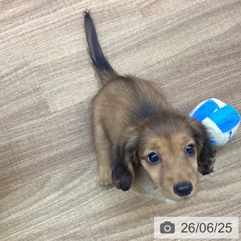 ミニチュア・ダックスフンドの写真