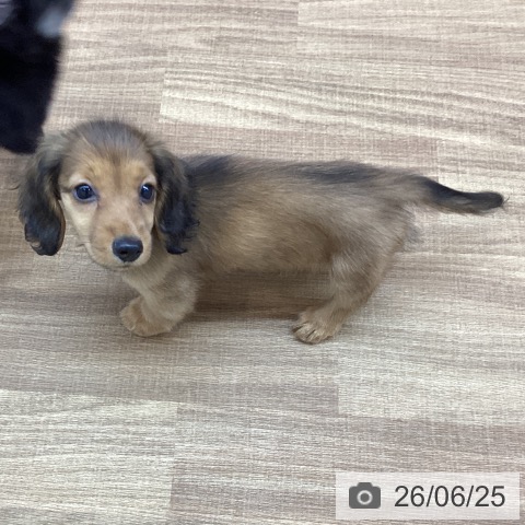 ミニチュア・ダックスフンドの写真
