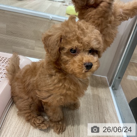 福岡県のトイプードル(トイ) (ペットプラス 八幡東店/2026年4月21日生まれ/男の子/レッド)の子犬の4枚目の画像