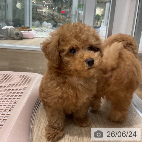 福岡県のトイプードル(トイ) (ペットプラス 八幡東店/2026年4月21日生まれ/男の子/レッド)の子犬の3枚目の画像