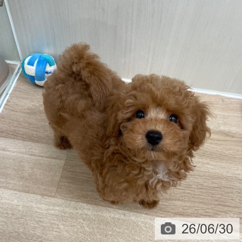 東京都のトイプードル(トイ) (ペットプラス 東久留米店/2026年4月21日生まれ/男の子/レッド)の子犬の3枚目の画像