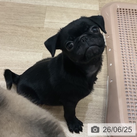 福岡県のパグ (ペットプラス 香椎浜店/2026年4月23日生まれ/男の子/ブラック)の子犬の4枚目の画像