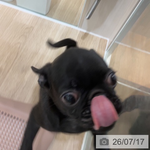 福岡県のパグ (ペットプラス 福岡伊都店/2026年4月23日生まれ/男の子/ブラック)の子犬の3枚目の画像