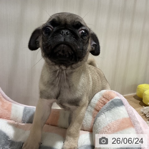 パグの写真