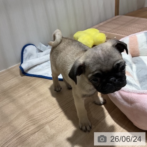 パグの写真