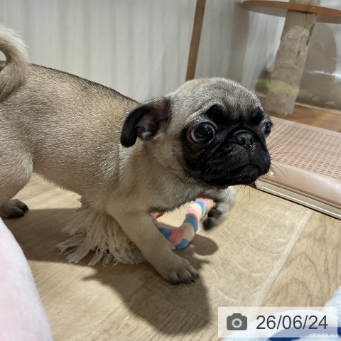パグの写真