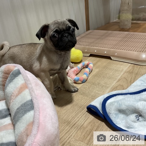 パグの写真