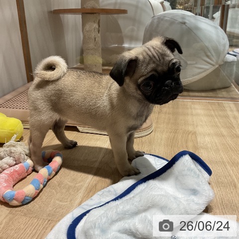 パグの写真