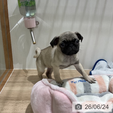 パグの写真