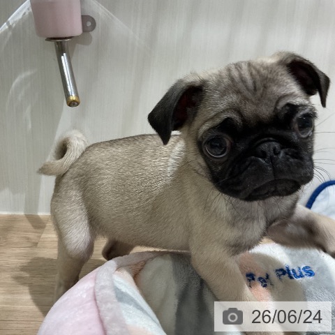 パグの写真