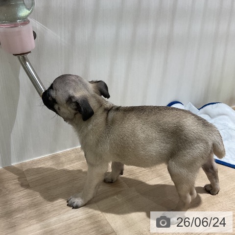 パグの写真