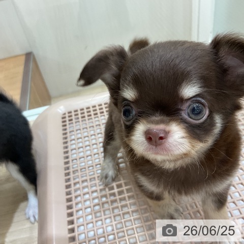 福岡県のチワワ(ロング) (ペットプラス 香椎浜店/2026年4月23日生まれ/男の子/チョコレートタンホワイト)の子犬の4枚目の画像