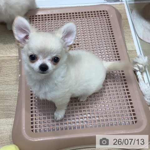 埼玉県のチワワ(ロング) (ペットプラス ららぽーと新三郷店/2026年4月19日生まれ/男の子/ホワイトクリーム)の子犬の3枚目の画像