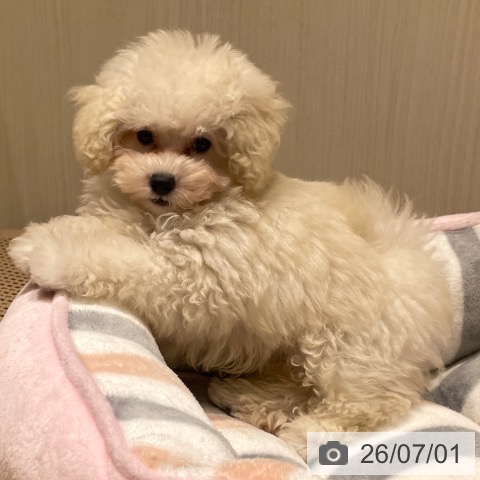 埼玉県のトイプードル(トイ) (ペットプラス ららぽーと富士見店/2026年4月22日生まれ/男の子/ホワイト)の子犬の4枚目の画像