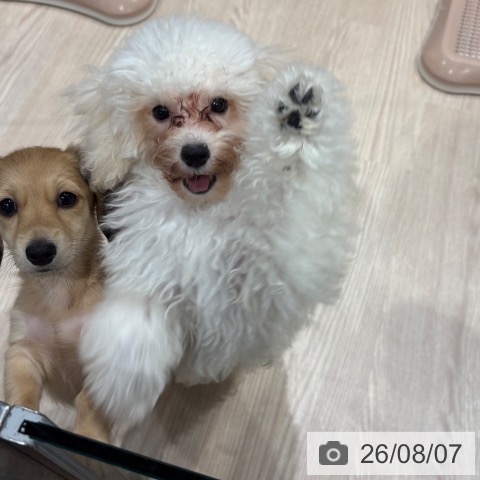 埼玉県のトイプードル(トイ) (ペッツワン 新座店/2026年4月22日生まれ/男の子/ホワイト)の子犬の4枚目の画像