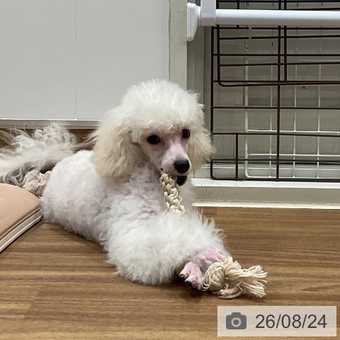 埼玉県のトイプードル(トイ) (ペッツワン 新座店/2026年4月22日生まれ/男の子/ホワイト)の子犬の4枚目の画像